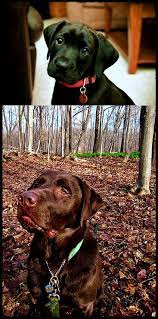 Labrador Breeders Near Me Insanely Awesome Labradorrescuechorley Labradorpuppiesyarrawonga Labradorquora Labrador Retriever Dog Breeds Retriever Dog