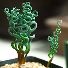 Image result for Trachyandra saltii
