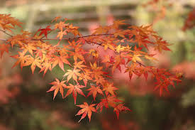Maple Trees: The Crown Jewel of the Fall Season