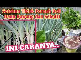 We did not find results for: Setahun Tidak Beli Daun Bawang Dan Seledri Ini Caranya Youtube