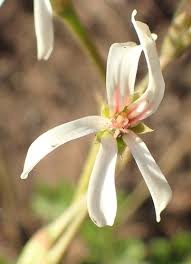 Image result for Pelargonium alchemilloides