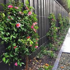Climbing Camellias Cottage Garden Garden Design Japanese Garden