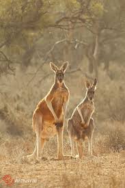 Pin On Drawing Animals