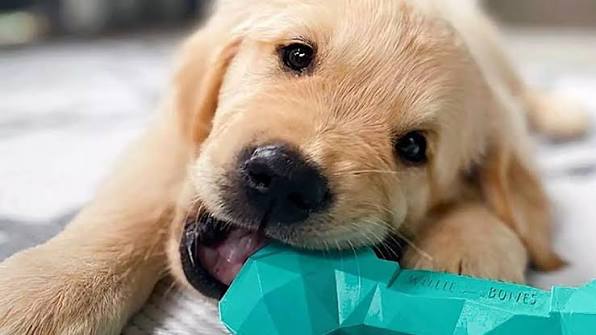 Yavru Köpeklerde Diş Çıkarma Dönemi ve Kemirme Davranışıyla Başa Çıkma