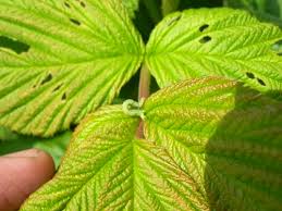 Check spelling or type a new query. Leafrollers In Raspberries Strawberries And Caneberries Anr Blogs