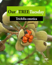 Image result for Trichilia capitata