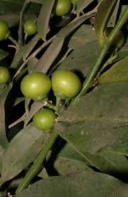 Image result for Olacaceae