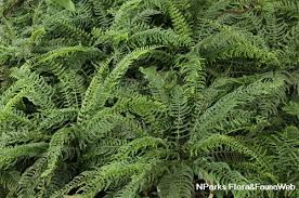 Image result for Asplenium preussii