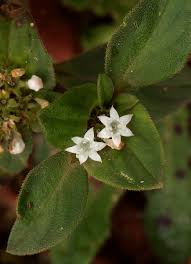 Image result for Richardia brasiliensis