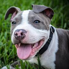 Pit must survive, россия, г.тамбов; Pitbull Stirbt Weil Er Zwei Kinder Vor Einer Schlange Beschutzte Stern De