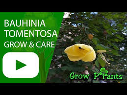 Image result for Bauhinia tomentosa