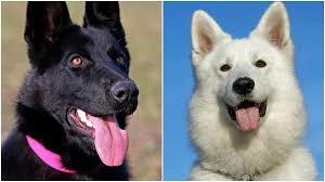 Cats have better hearing than dogs as cats can rotate their ears 180 degrees. Male Dogs Vs Female Dogs Which One Is Right For You