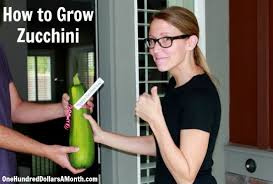 Maybe you would like to learn more about one of these? How To Grow Zucchini Start To Finish One Hundred Dollars A Month
