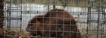 There are two suitable types of beaver fences: Nashville Beaver Removal And Beaver Trapping Service