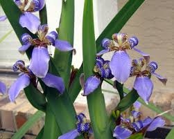 Check spelling or type a new query. Iris Neomarica Caerulea Regina Giant Apostles Iris From Agristarts