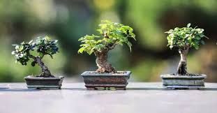 The key to diagnosing your browning oak tree is looking past the color and checking the tree for other symptoms. 5 Reasons Why Your Bonsai Tree Is Dying How To Revive It