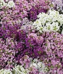Alyssum Mulberry Http Roseflowergardens Blogspot Com Enredaderas Decoraciones De Jardin Jardineria