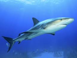 do sharks sleep? britannica