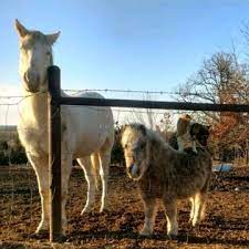 Corgi and pony being best friends. Clever Corgi Hitches Ride On Unsuspecting Pony