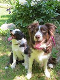 Chase Thinks Josie Tells The Funniest Jokes Border Collies Border Collie Collie Dog Lovers