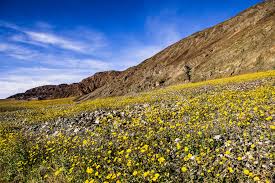 Catalina, right off the southern california coast from long beach, ignites with wildflowers in early spring. Best Places To See Southern California Wildflowers This Year