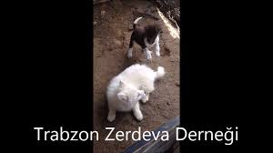 Zerdeva Ve Tonya Finosu Yavrularimiz Trabzon Zerdeva Kopegi Dernegi