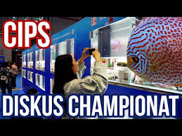 (на 1 ампулу 2,2 мл (=2,2 г)). Diskus Championat Best Of Cips Shanghai Youtube
