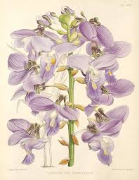 Image result for Eulophia angolensis