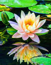 10 Pcs Aquatic Plants Flower Seeds Bowl Lotus Water Lilies Lotus Seeds Rare Genuine Rainbow Seeds Lotus Flower Pictures Water Lilies Flower Pictures