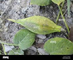 Image result for Orthanthera