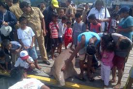 Misteri duyung gambar gambar lucu 07 09 2019 walaupun duyung merupakan salah satu ini wujud ikan duyung yang sebenarnya youtube gambar ikan duyung habitat dan populasi ikan. Seekor Duyung Ditemukan Mati Terdampar Di Laut Ambon