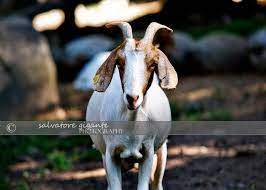 A Goat At Abma S Farm S Petting Zoo In Wyckoff Nj Zoo Animals Animals Goats