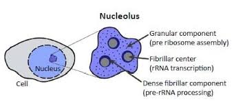Nucleolus do in an animal cell. What We Ve Learned About The Nucleolus Since You Left School