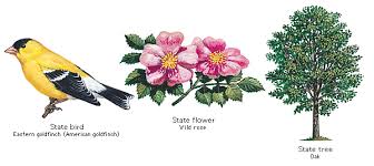 Probably the coolest and creepiest insect in iowa, wouldn't you say? Iowa State Bird Flower And Tree State Birds Bird Tree Bird