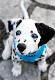 The pet salon specializes in making birmingham's puppies clean and beautiful. Dalmatian Puppies For Sale Birmingham Al 261322