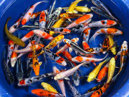 Maybe you would like to learn more about one of these? Get Pet Fish Sale Ikman Lk Pictures Fishtankfacts Com