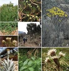 Image result for Solanecio sp.no.1