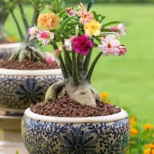 Image result for Adenium