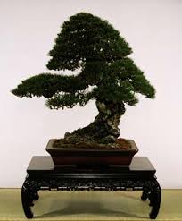 Check spelling or type a new query. What Are Bonsai Bonsai Virtual Culture Kids Web Japan Web Japan