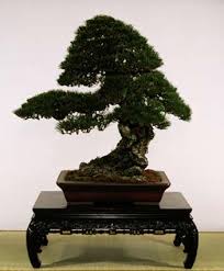 Japanese black pine / jbp for niwaki, small sapling development update! Kuromatsu Mini Bonsai Gallery Bonsai Virtual Culture Kids Web Japan Web Japan