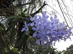 Image result for Vanda coerulea
