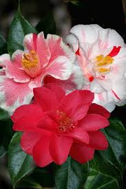 Wilson Bros Gardens Page Liked 6 Hrs Known To Produce Flowers Of Many Different Colors And Variations On The Same P Camellia Garden Online Trees To Plant