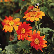 20 Flowers To Use In Your Butterfly Garden Mexican Sunflower Butterfly Garden Plants Butterfly Plants