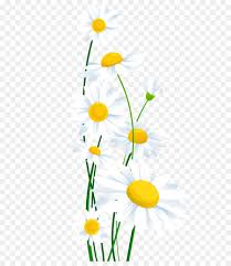 Welcome to h&m, your shopping destination for fashion online. Floral Pattern Background Png Download 792 1245 Free Transparent Common Daisy Png Download Cleanpng Kisspng