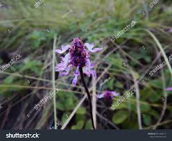 Image result for Aeollanthus repens