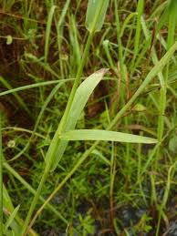 Image result for Paspalum scrobiculatum