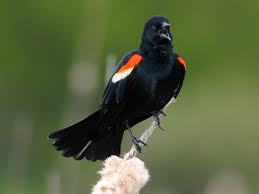 Birds Native To Northeast Ohio The Red Winged Blackbird Is A Sure Sign Of Spring When They Return To The Marshes Here In Ne Ohio Description From Common Birds Black Bird Red Wing Blackbird