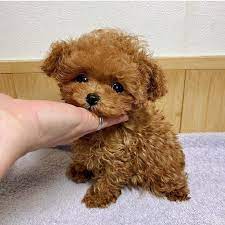 Toy poodle for sale near me. Miniature Poodle For Sale Near Me