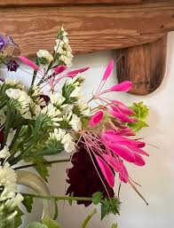 Image result for Cleome bororensis