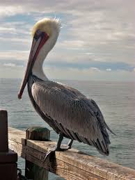 Best San Diego Birding Hotspots San Diego Beach Secrets Animals Beautiful Pelican Art Oceanside Pier